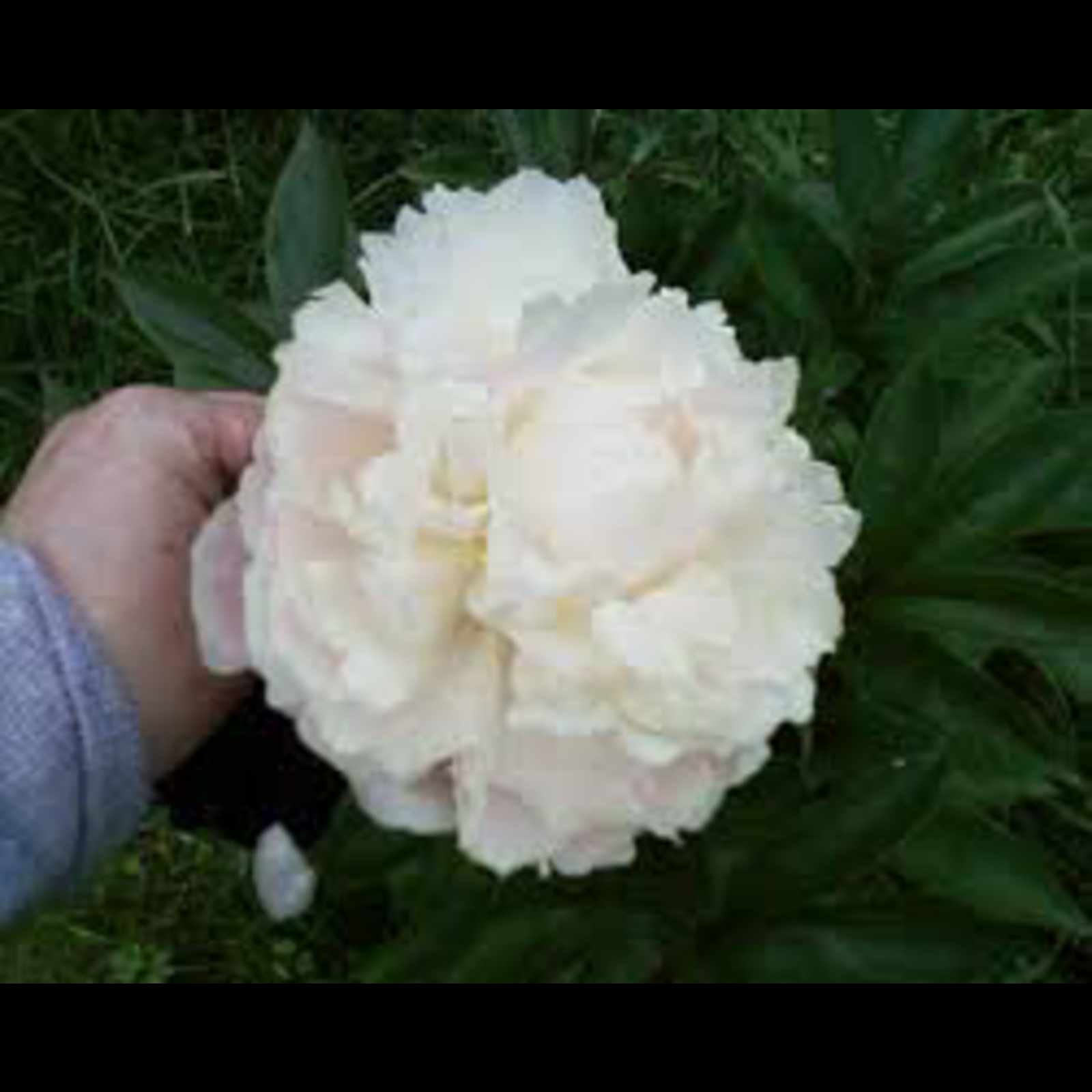 Shirley Temple Peony, 3-5 eye